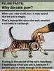 Feline facts: why do cats purr?